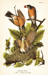 Robin americano, Turdus migratorius, macho 1, fêmea 2 e jovens em ninho