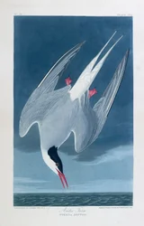 Andorinha-do-mar árctica, aves da América