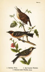Carolina wren, Thryothorus ludovicianus 1, bay-breasted warbler, Setophaga castanea 2, chestnut-sided warbler, Setophaga pensylvanica 3