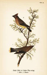 Asa de cera de cedro, Bombycilla cedrorum Ave de cedro ou asa de cera de cedro, macho 1, fêmea 2