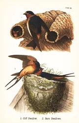 Andorinha-das-penhascos, Petrochelidon pyrrhonota 1, e andorinha-das-chaminés, Hirundo rustica 2