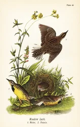 Meadowlark oriental, Sturnella magna