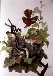 Ferruginous Thrush, de 