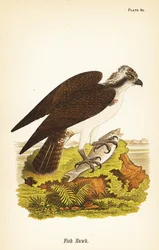 Falcão de peixe ou águia-pesqueira, Pandion haliaetus