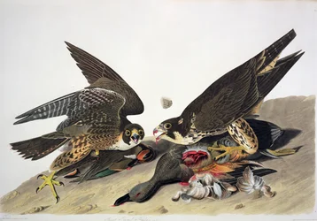 Great Footed Hawk, de "Birds of America", gravura de Robert Havell (1793-1878) (gravura a cores)