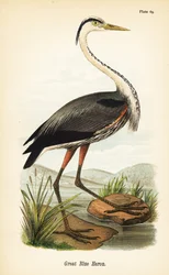 Grande garça azul, herodias de Ardea