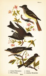 Grande papa-moscas de crista, Myiarchus crinitus 1, fobe oriental, Sayornis phoebe 2, fobe oriental, Contopus virens 3, e acadian flycatcher, Empidonax virescens 4