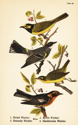 Toutinegra de capuz, Setophaga citrina 1, toutinegra de salto amarelo, Setophaga coronata 2, Toutinegra do Kentucky, Geothlypis formosa 3 e Toutinegra de Blackburnian, Setophaga fusca 4