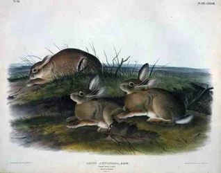 Lepus Artemesia (Worm Wood Hare), placa 88 de 
