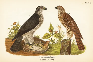 Açor, Accipiter gentilis, açor-americano, adulto com presa 1, jovem 2