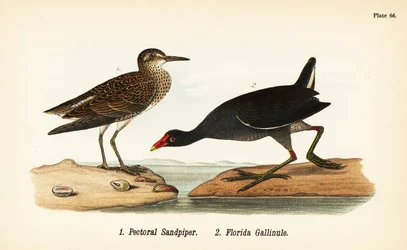Maçarico peitoral, Calidris melanotos 1, e galínula comum, Gallinula galeata 2