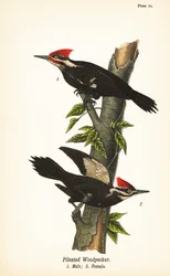 Pica-pau empilhado, Dryocopus pileatus, macho 1, fêmea 2