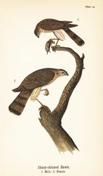 Falcão afiado, Accipiter striatus, macho com presa 1, fêmea 2