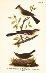 Tufo, Baeolophus bicolor, Mimus polyglottos e ave do forno, Seiurus aurocapilla