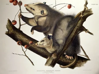 Virginian Opossum, de 
