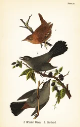 Winter wren, Troglodytes hiemalis 1, e catbird cinza, Dumetella carolinensis cat-bird 2