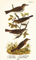 Tordo de madeira, Hylocichia mustelina 1, tordo de Swainson, Catharus ustulatus 2, tordo com costas de azeitona ou tordo eremita, Catharus guttatus 3, e tordo de tawny ou tordo de Wilson, Catharus fuscescens 4