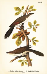 Cuco-de-bico-amarelo, Coccyzus americanus 1, e cuco-de-bico-preto, Coccyzus erythropthalmus 2, machos