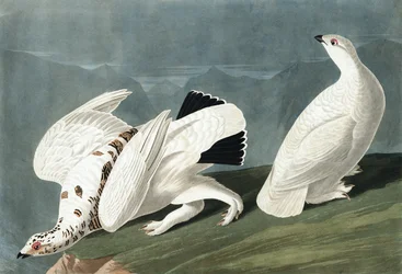 Lagópode-americano, Tetrao Mutus; lagópode-de-cauda-branca, Tetrao Leucurus, de «As aves da América» de John J. Audubon, publicado em 1827-38
