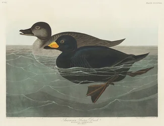 Pato-preto-americano, extraído de *Birds of America* (1827)