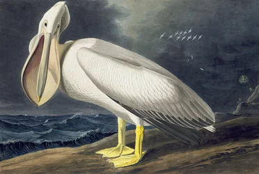 Pelicano branco americano, Pelecanus Erythrorhynchos, "dos pássaros de América" por John J. Audubon, bar. 1827-38