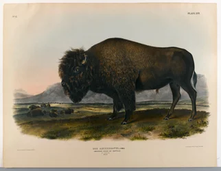 Bisonte americano ou búfalo