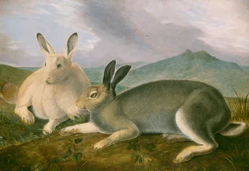 Lebre Ártica, c.1841 (caneta e tinta preta com aquarela e tinta a óleo sobre papel)