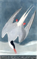 Tern ártico, Sterna Paradisaea, de "os pássaros da América" por John J. Audubon, bar. 1827-38
