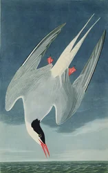 Andorinha do Ártico, de &39;Birds of America&39;, gravada por Robert Havell (1793-1878), publicada em 1835