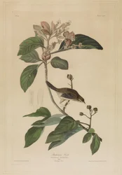 Tentilhão de Bachman