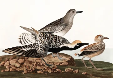 Tarambola inchada preta, Charadrius Helveticus, de "os pássaros de América" por John J. Audubon, bar. 1827-38