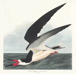 Bico-de-tesoura-preto de Birds of America (1827)
