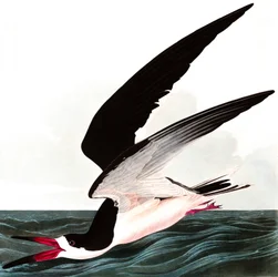 Talha-mar-preto ou pardela, Rhincops nigra, de "The Birds of America" de John J. Audubon, publicado em 1827-38