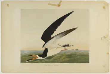 Talha-mar-preto ou pardela, impresso por Julien Bien e publicado por Roe Lockwood & Son, 1861