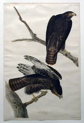 Guerreiro negro (n.º 18)