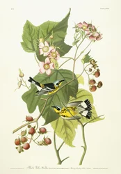 Toutinegra preta e amarela e framboesa de florescência, c.1826-1838