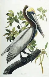 Pelicano-pardo, 1835