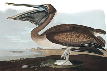 Pelicano-pardo, Pelecanus Fuscus, de "The Birds of America" por John J. Audubon, pub. 1827-38