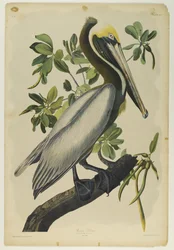 Pelicano-pardo, impresso por Julien Bien e publicado por Roe Lockwood & Son, 1861 (cromolitógrafo)