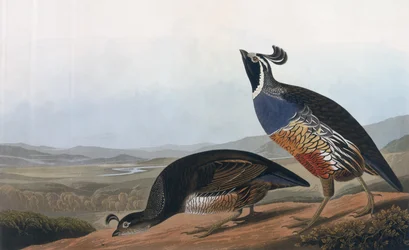 Perdiz californiana, de &39;Birds of America&39;, gravada por Robert Havell (1793-1878) 1838