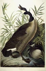 Ganso do Canadá, c.1827-1838