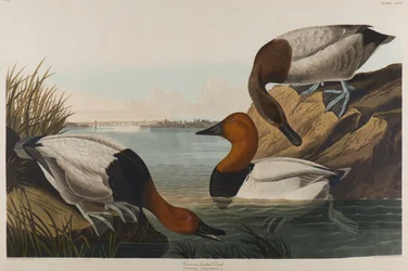 Pato Backed Canvas, 1836 (wc no papel)