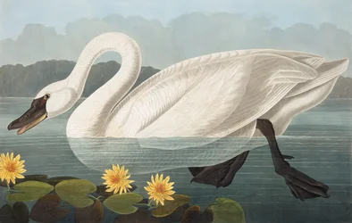 Cisne americano comum, Cygnus Americanus, de "os pássaros de América" por John J. Audubon, bar. 1827-38