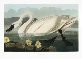 Cisne-americano-comum, extraído de *Birds of America* (1827)