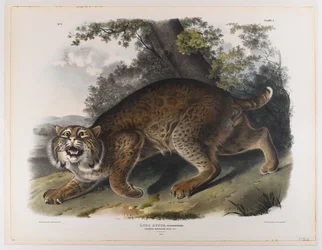 Wildcat americano comum