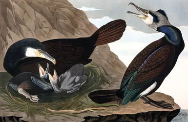 Cormorant comum, Phalacrocorax Carbo, de "The Birds of America" de John J. Audubon, pub. 1827-38 (gravura colorida à mão)