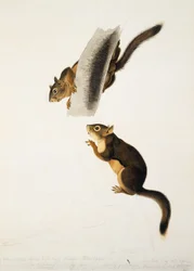 Douglas Squirrel, para o fólio Os quadrúpedes vivíparos da América do Norte, publicado em 1845, c.1841-43 (lápis, tinta e wc no papel) (ver 129904)