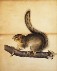 Esquilo cinzento do leste no casaco completo do inverno, c.1840s