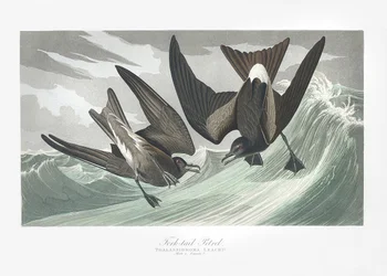 Petrel-de-cauda-bifurcada de Birds of America (1827)