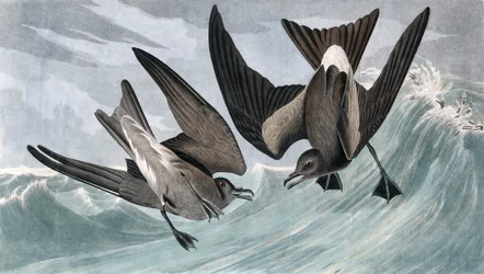Petrel da cauda da forquilha, Thalassidroma Leachii, de "os pássaros da América" por John J. Audubon, bar. 1827-38